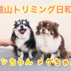 【 城山トリミング 】城山トリミング日和 No.2『ランちゃんとメグちゃん』