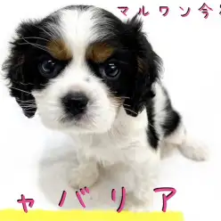 【キャバリア】飼い易さNO1犬種!奇跡のブレナムスポットを持つお姫さま!