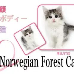 【 ノルウェージャンフォレストキャット 】美顔・美ボディの甘えん坊な大型猫種