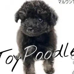 【 トイプードル 】愛嬌たっぷりの小さめ黒トイプーちゃんが新登場！！