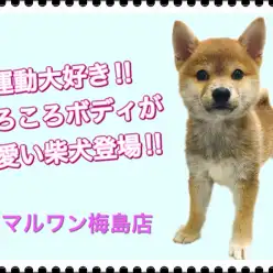 【 柴犬 】運動大好きな柴犬!お家に来てからの過ごし方も教えます!