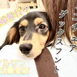 【 ミニチュア・ダックスフント 】可愛いから美人へ！大人の階段駆け上がり中！