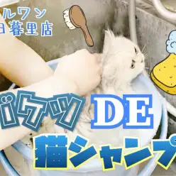 【 ペルシャ・猫シャンプー 】東日暮里流猫シャンプーをご紹介！
