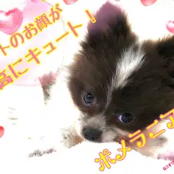 【 ポメラニアン 】生後3ヶ月で約750g！小さめ＆レアカラーの手毬ポメ！