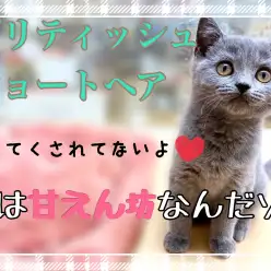 【 ブリティッシュショートヘア 】性格温厚！誰にでもゴロゴロ鳴く甘えん坊にゃんこ
