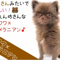 【 MIX 】くまさんみたいで珍しい！甘えん坊さんなチワワ×ポメラニアン！