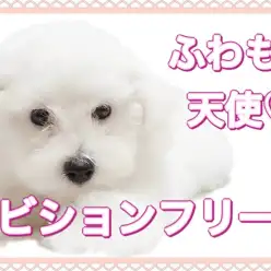 【 ビションフリーゼ 】ふわもこ天使！ビションちゃんってどんな犬？