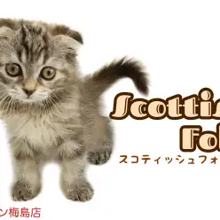 【 スコティッシュフォールド 】希少!垂れ耳女の子にゃんこ!