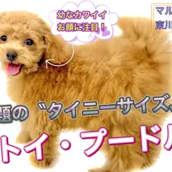 【 トイプードル 】生後4ヶ月半で体重1.2kgのタイニー系!童顔で成長中!