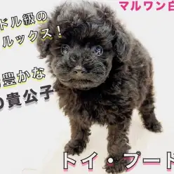 【 トイ・プードル 】小さめタイニーサイズのブラック！抜群の飼いやすさの秘訣とは