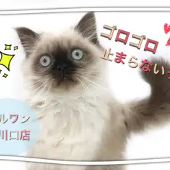 【 ヒマラヤン 】2ndブログ!ゴロゴロが止まらない!ヒマラヤンのその後に密着!