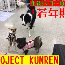 【 子犬のトレーニング 】月齢別のパピートレーニングPart2『5～10ヶ月齢』