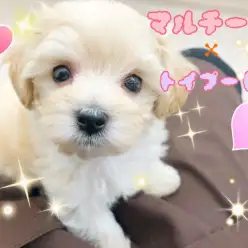 【 MIX・マルプー 】おっとりキュートな性格の激カワミックス登場！！