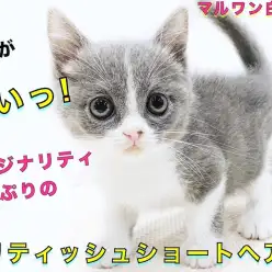 【 ブリティッシュショートヘア 】抜け毛が少ない？手入れ方法と懐っこい性格を紹介