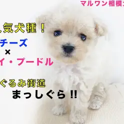 【 MIX 】大人気！ハーフ犬マルプー！子犬らしい眠さと好奇心の戦いを激写！
