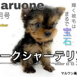 【 ヨークシャーテリア 】衝撃の手乗りサイズ!!輝く被毛はまるで宝石?!