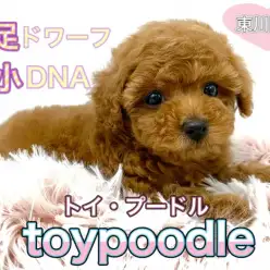 【 トイプードル 】両親はどちらも2.2㎏未満!短足ドワーフボディで愛嬌炸裂!