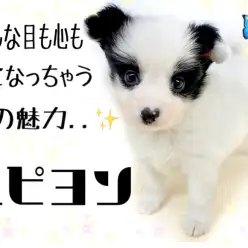 【 パピヨン 】実は賢く運動神経が良い犬種！ホワイト＆ブラックの男の子