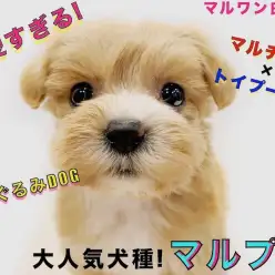 【 MIX 】大人気のハーフ犬!可愛さだけじゃない飼育のしやすさも抜群なんです!