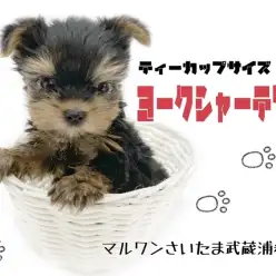 【 ヨークシャーテリア 】ティーカップサイズ!?極小ヨーキーくんに密着!!