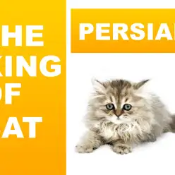 【 ペルシャ 】ねこ界の王様と言われているチンチラゴールデン降臨!!