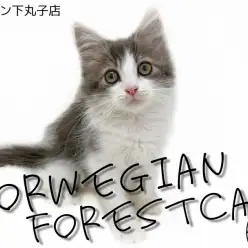 【 ノルウェージャンフォレストキャット 】美人すぎるゴージャス猫にメロメロ！