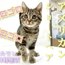 【 アメリカンショートヘア 】ブラウンカラーに磨きをかけるゴロゴロにゃんこ！