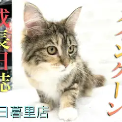 【 メインクーン 】成長日誌！ジェントルな性格は淑女へと変身中！