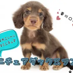 【 ミニチュアダックスフント 】甘え上手な小さめダックスちゃん！飼い方もご紹介！