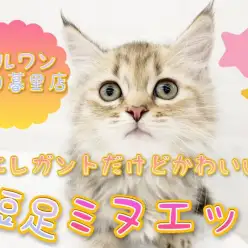【ミヌエット 】自慢の短足と短毛寄りのふわふわ中毛で「エレガント可愛い！」