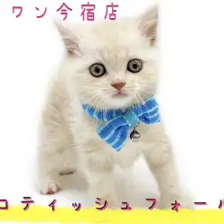 【 スコティッシュフォールド 】クリームの美猫!初心者向けに専門スタッフが解説!