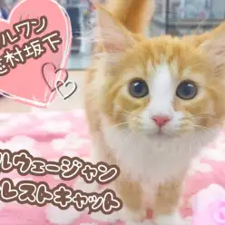 【 ノルウェージャンフォレストキャット 】温厚な性格が魅力！北欧出身の大型美女！