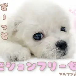 【 ビションフリーゼ 】純白ふわもこ!そのオススメカットを大紹介!!