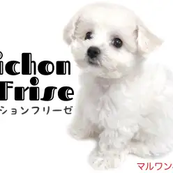 【 ビションフリーゼ 】プレミアム純白ガール！その可愛さの秘密とは？？