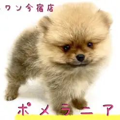 【 ポメラニアン 】小さめ・爆毛のたぬきポメ!初めての方にオススメな理由を公開!