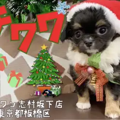【 チワワ 】小さなサンタがやってきた！心温まる癒し系な童顔の男の子です！！