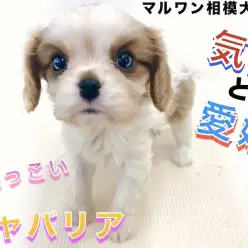 【 キャバリア 】人気のブレンハイム！優しい顔つきと性格で寄り添う室内犬のブログ