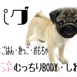 【 パグ 】フォーンカラーの女の子・飼いやすい性格でお手入れも簡単に出来ちゃう!