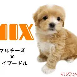 【 MIX犬 】ぬいぐるみ系わんこ!マルプーちゃんとの生活をご案内!