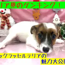 【 ジャックラッセルテリア 】テリア界のトップ！その魅力を徹底検証！！