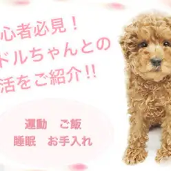 【 トイ・プードル 】初心者必見!可愛い子犬との生活をご紹介!