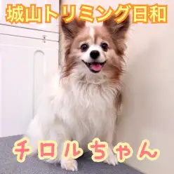【 城山トリミング 】城山トリミング日和 No.3『チロルちゃん』
