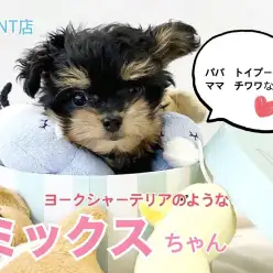 【 MIX 】健康体型ドワーフ！トイプー×チワワのプーチー登場！