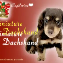 【 ミニチュアダックスフント 】クリスマスにハマるショコラカラーの美少女！