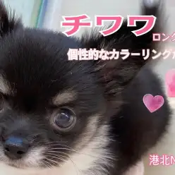 【 チワワ 】個性的なカラーリングの女の子！飼育に必要な用品もご紹介！
