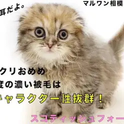 【 スコティッシュフォールド 】垂れ耳がポイント！特徴とお留守番についてご紹介！