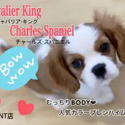 【 キャバリア 】むっちりボディ！人気色ブレンハイム！飼いやすさNo.1わんこ！