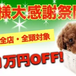 【 お客様大感謝際 】全店・全頭対象5~1万OFF！