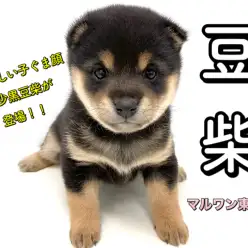 【 豆柴犬 】日本豆柴協会認定の黒豆柴！THEクマ顔に注目！！