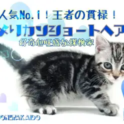 【 アメリカンショートヘア 】人気者No.1!王者の貫禄!好奇心旺盛な探検家!